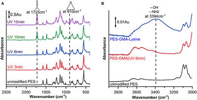 A Lysine-Modified Polyethersulfone (PES) Membrane for the Recovery of Lanthanides